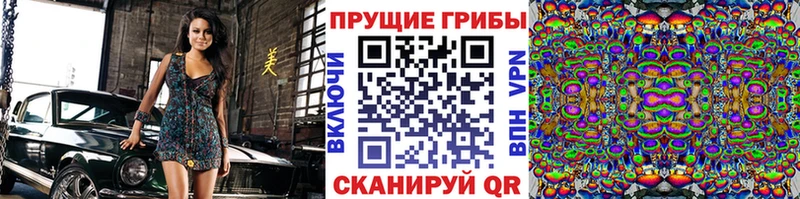 Купить где  Сланцы  Псилоцибиновые грибы Cubensis 